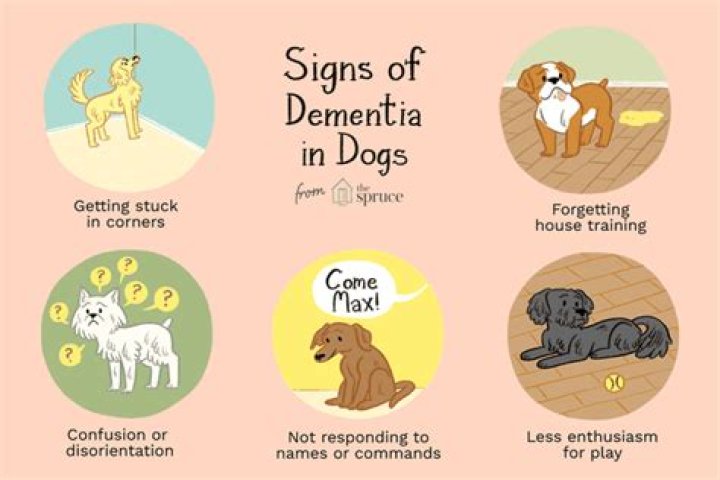 At what age does dementia start in dogs?