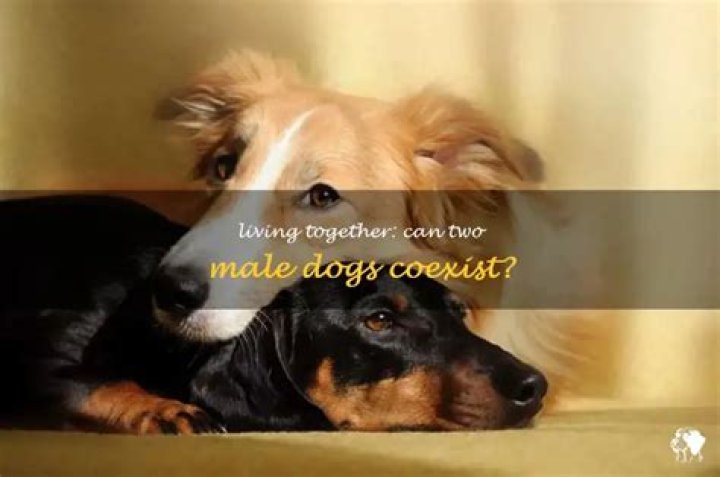 Can 2 male dogs live together?