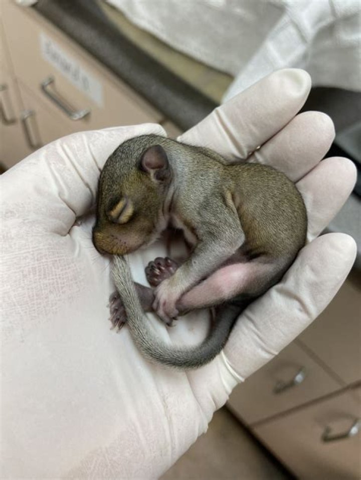 Can a baby squirrel survive without its mother?