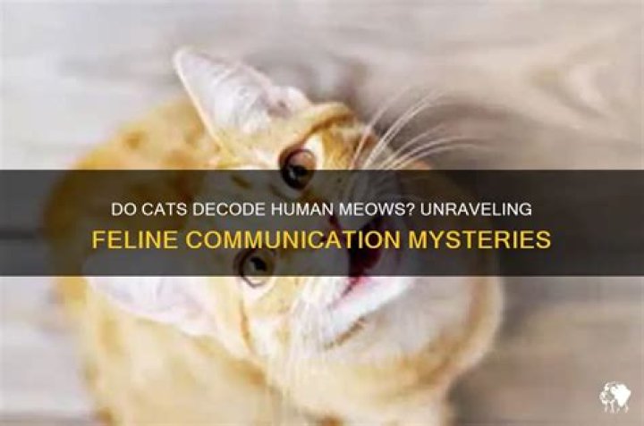 Can a cat understand human meows?