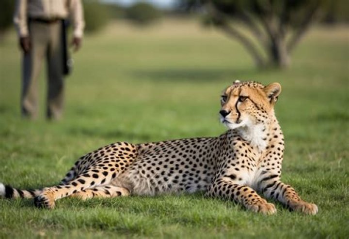 Can a cheetah be tamed?