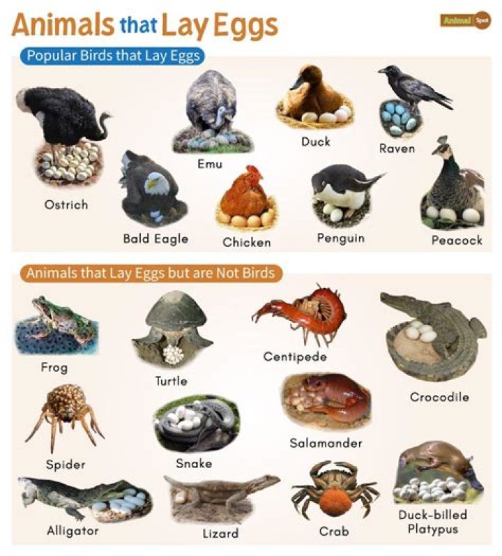 Can a fly lay eggs in your eye?