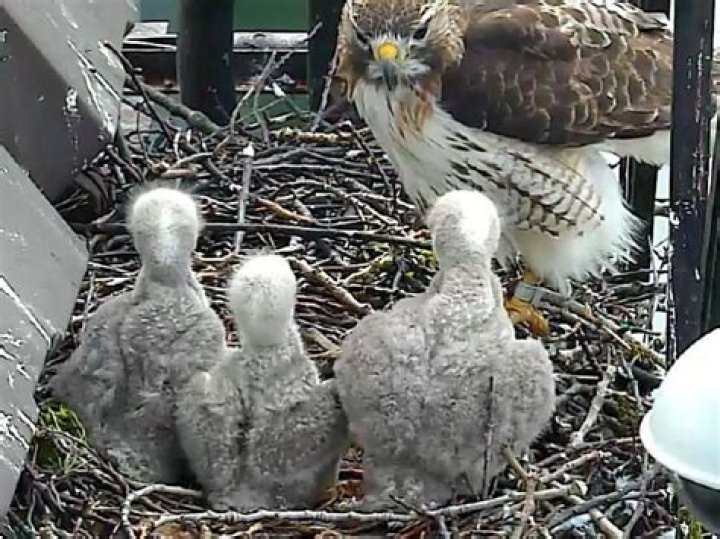 Can a hawk steal a baby?