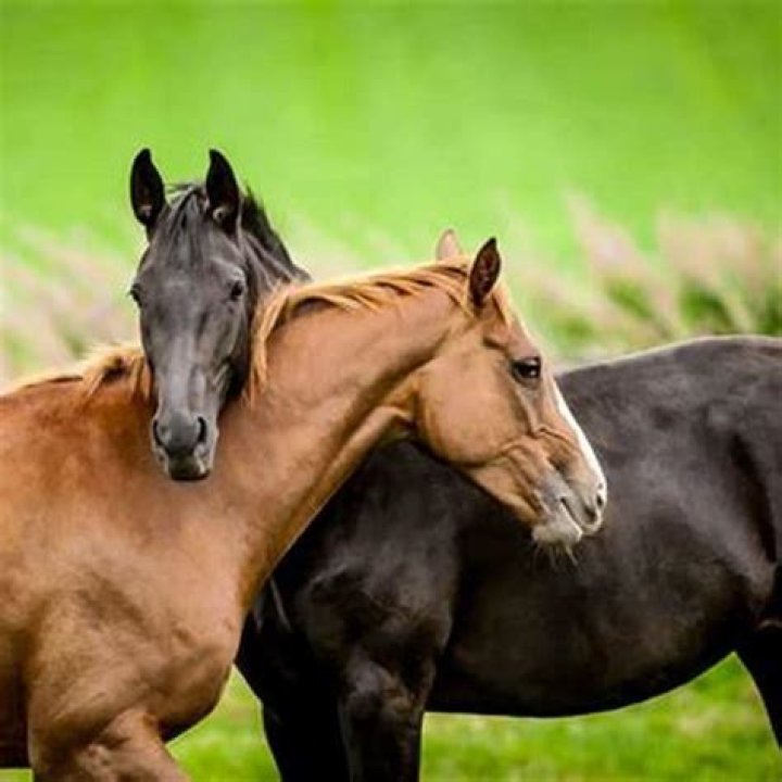 Can a horse love a human?
