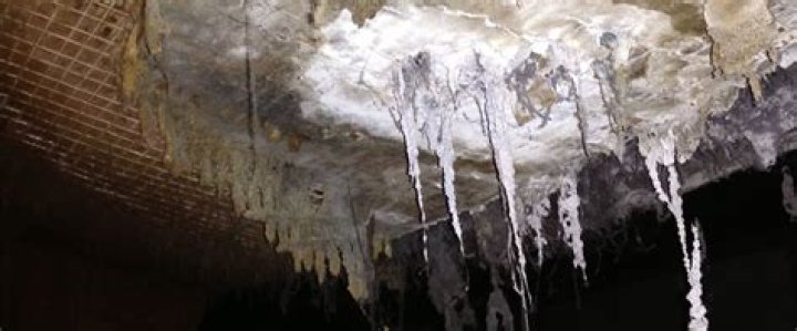 Can a house full of mold be saved?