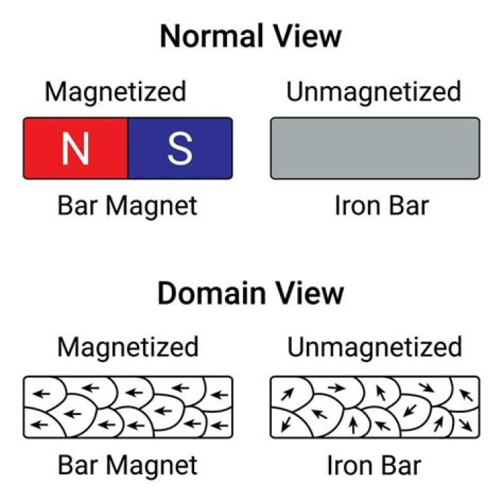 Can a human be magnetized?