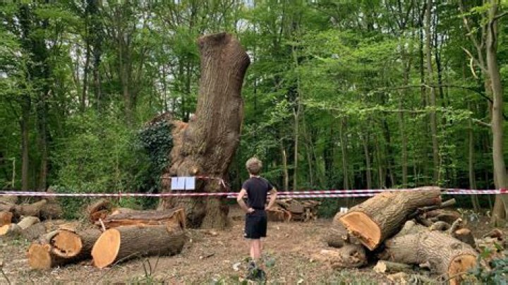Can a Neighbour force you to cut down a tree?