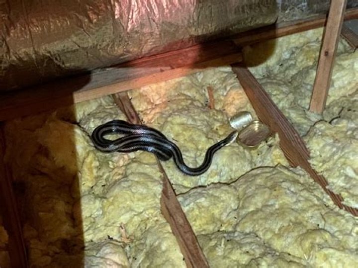 Can a snake get inside a car from underneath?