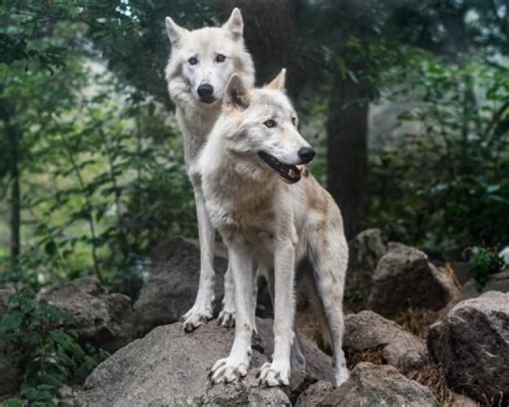 Can a wolf bark like a dog?