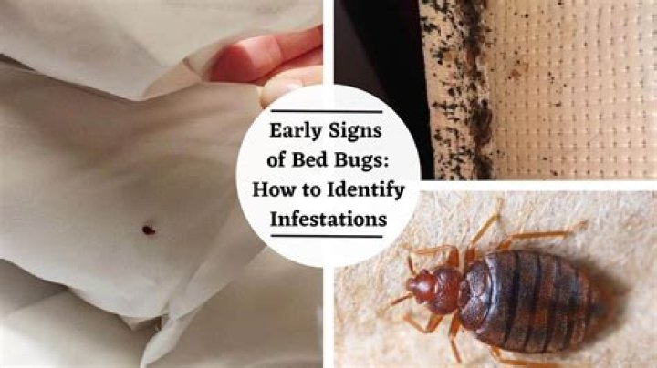 Can bed bugs be contained to one room?