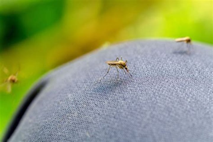Can bees sting through blue jeans?