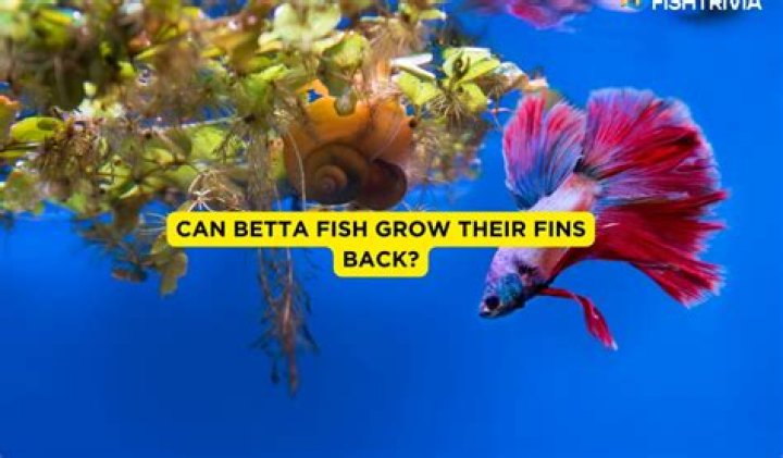 Can betta tails grow back?