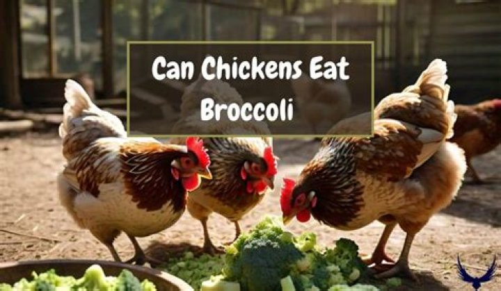 Can birds eat raw broccoli?