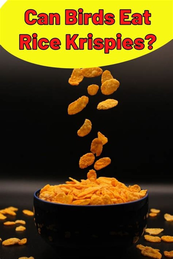 Can birds eat Rice Krispies?