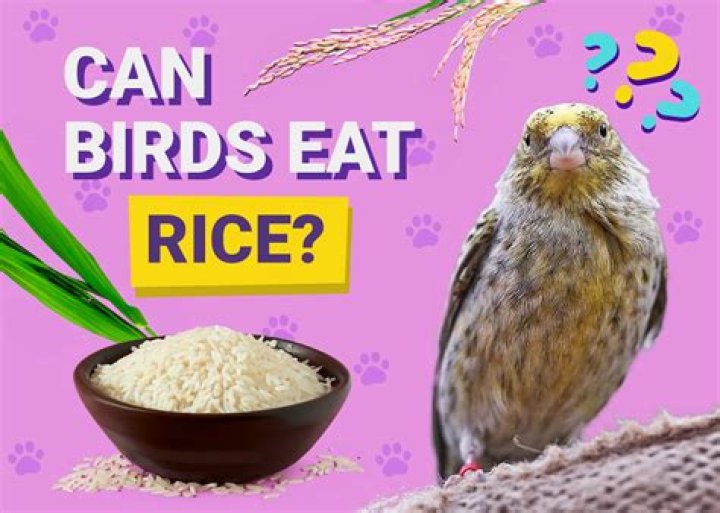 Can birds purr?