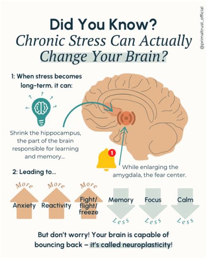 Can brain damage from stress be reversed?