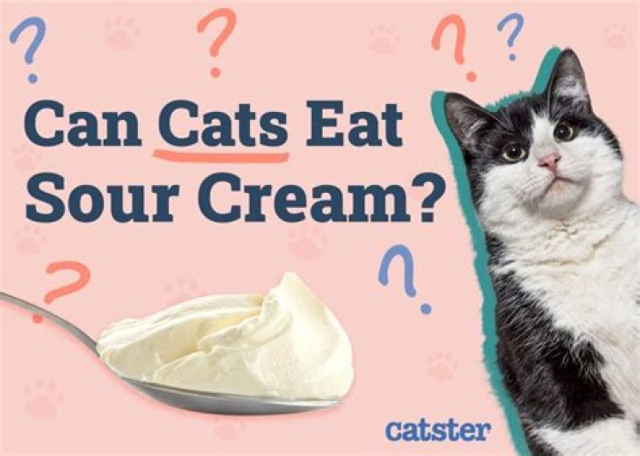 Can cats eat sour cream?