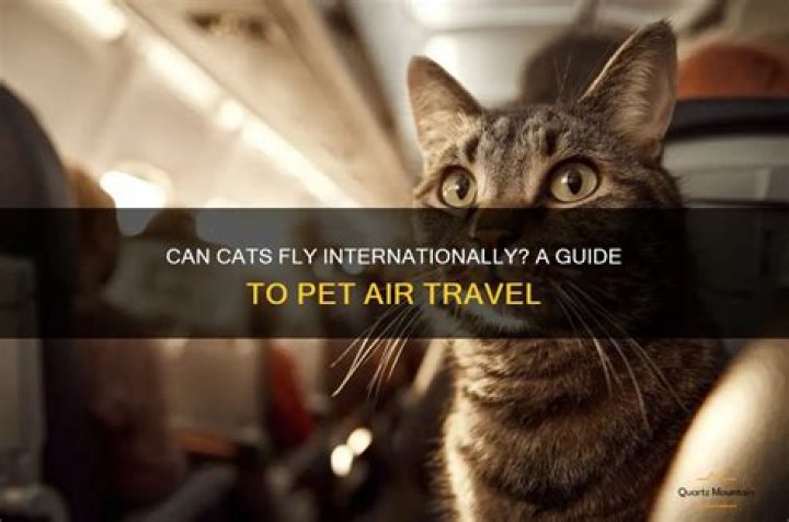 Can cats fly internationally?