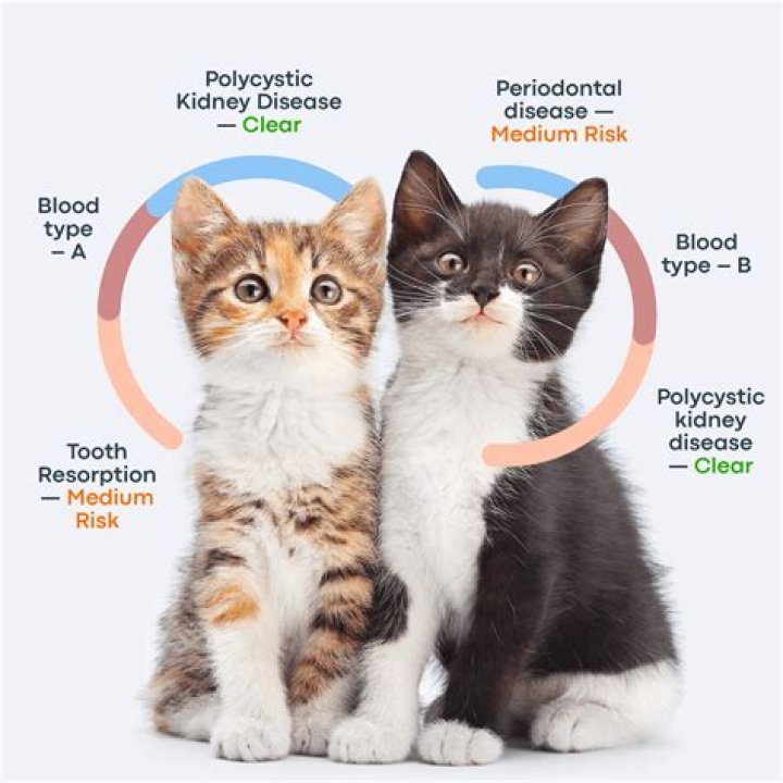 Can cats tell when you're high?