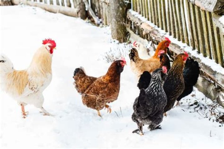 Can chickens stay outside in winter?