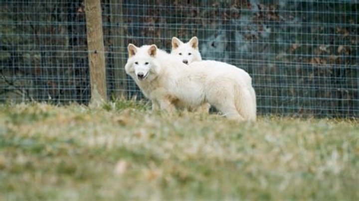 Can clones breed?