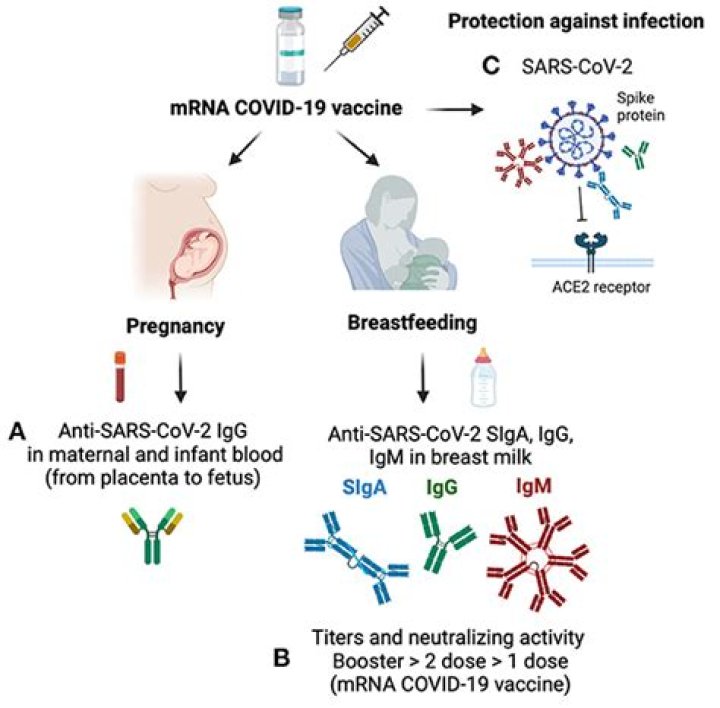Can COVID-19 be transmitted through breast milk?