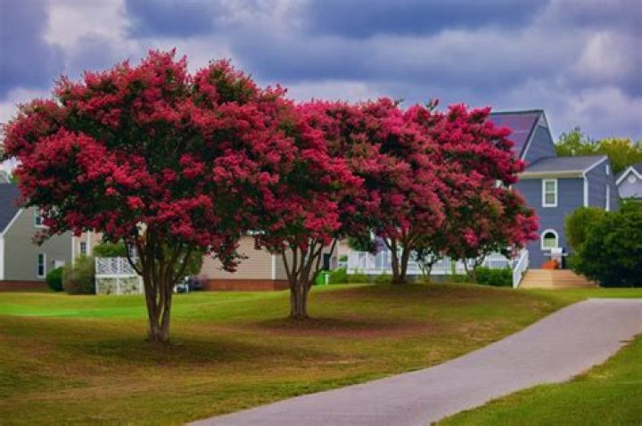 Can crape myrtles grow in wet soil?