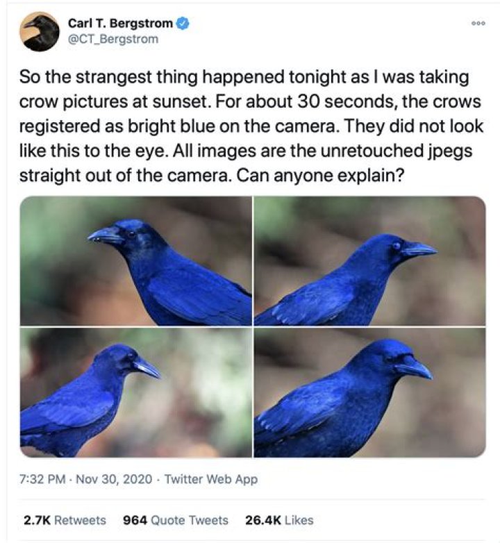 Can crows see glass?