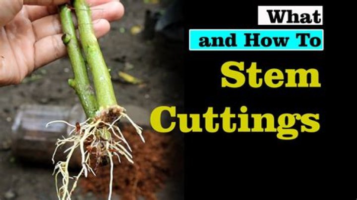 Can cuttings be too long?