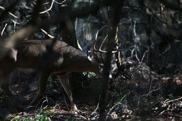 Can deer see in the dark?
