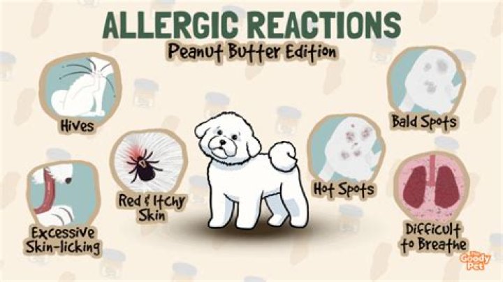 Can dogs be allergic to peanut butter?