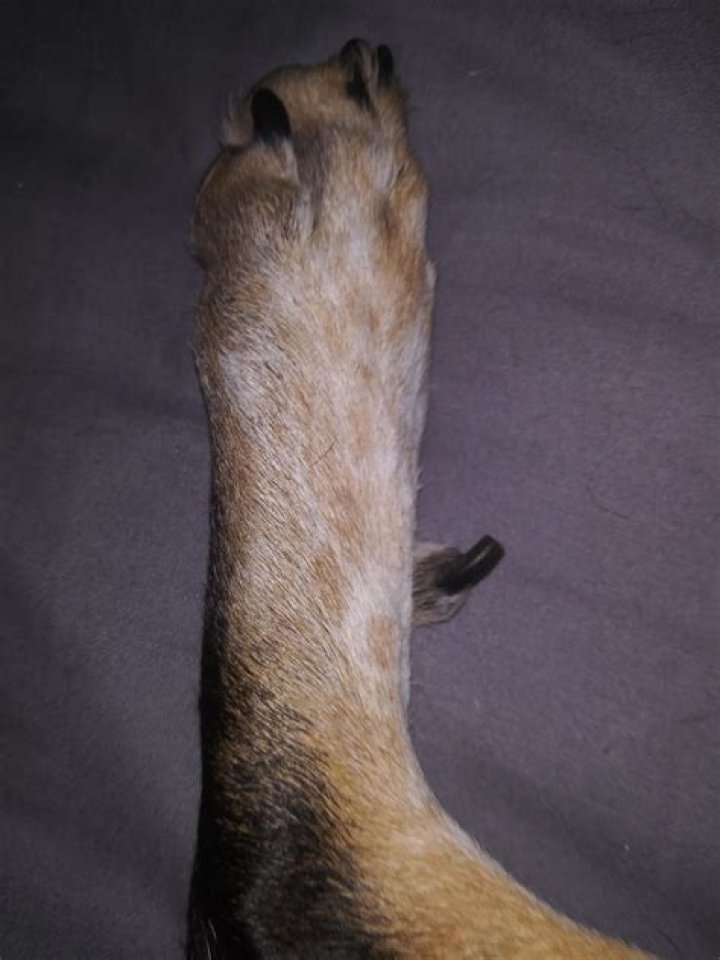 Can dogs be born without dewclaws?