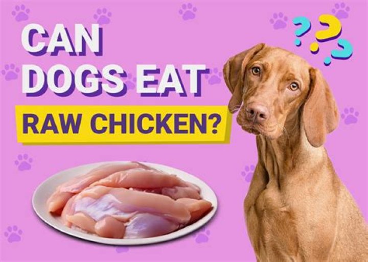 Can dogs eat just chicken?