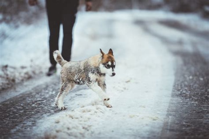 Can dogs get frostbite walking in snow?