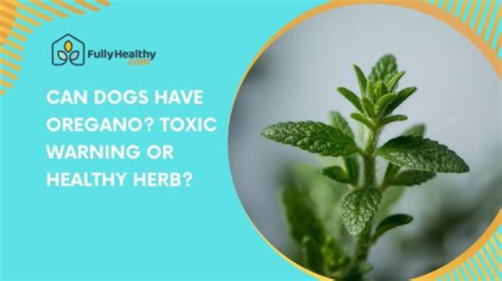 Can dogs have oregano and basil?