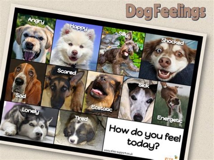 Can dogs sense rats in the house?