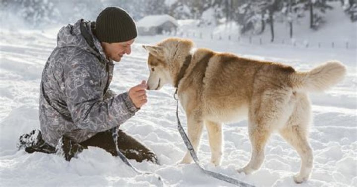 Can dogs stay outside in snow?