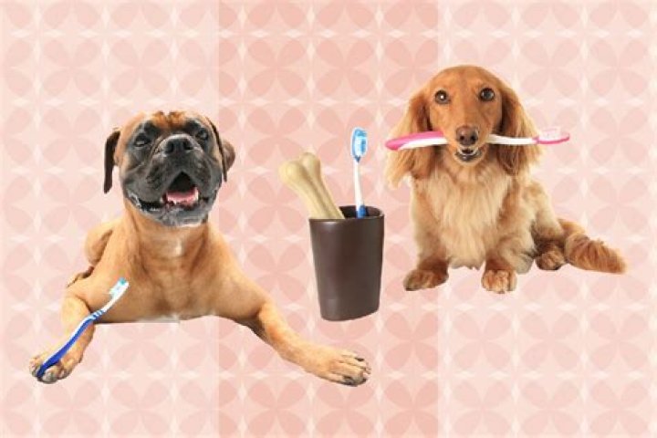 Can dogs use human toothbrush?