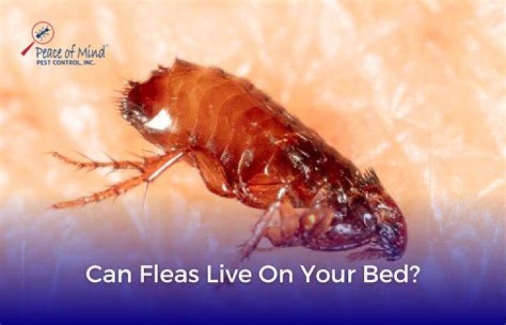 Can fleas live on bedsheets?