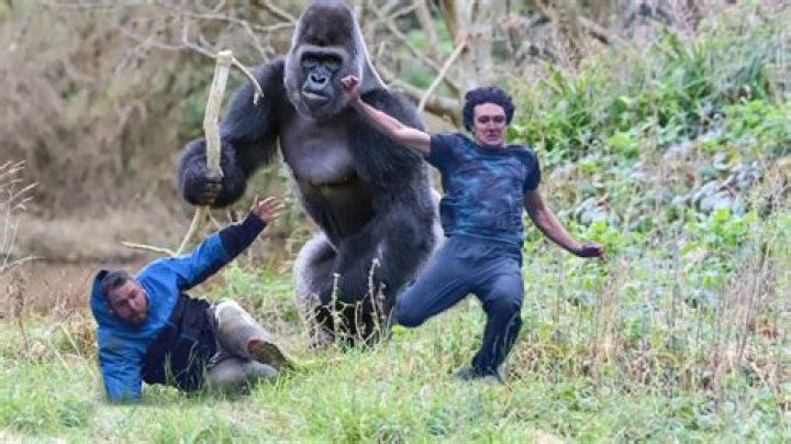 Can Gorilla Tape be removed?