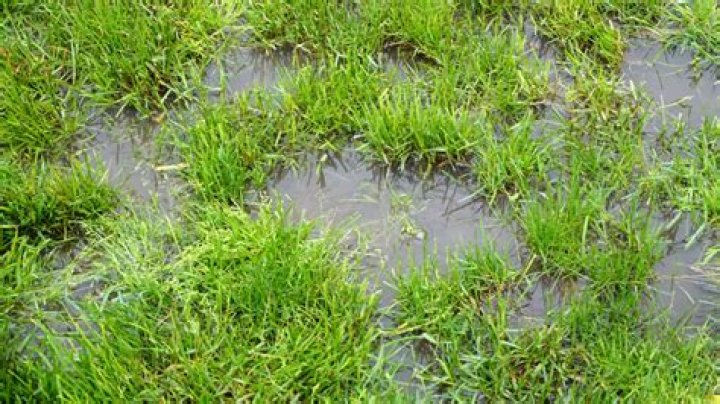 Can grass get too much rain?