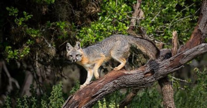 Can gray foxes climb trees?