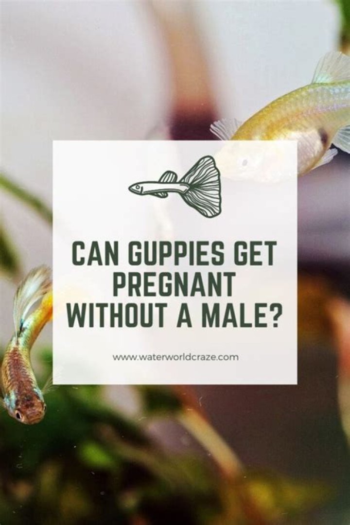 Can guppies get pregnant without a male?