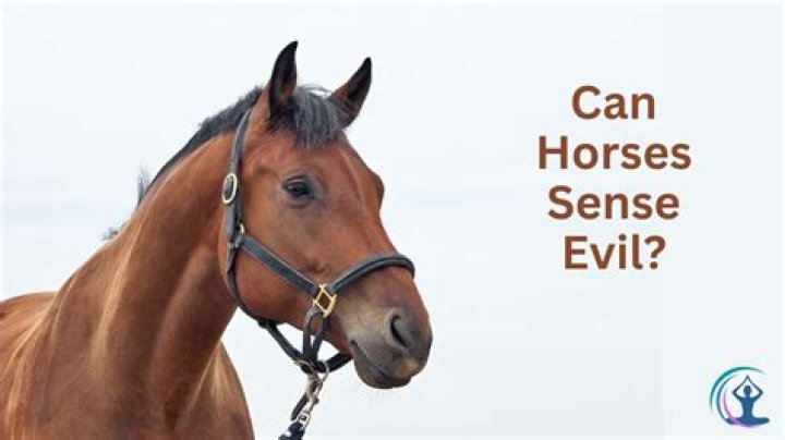 Can horses sense when you are afraid of them?