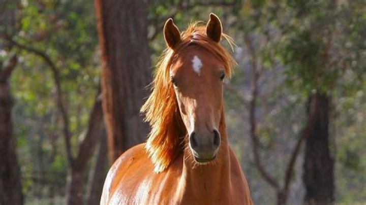 Can horses smell fear?