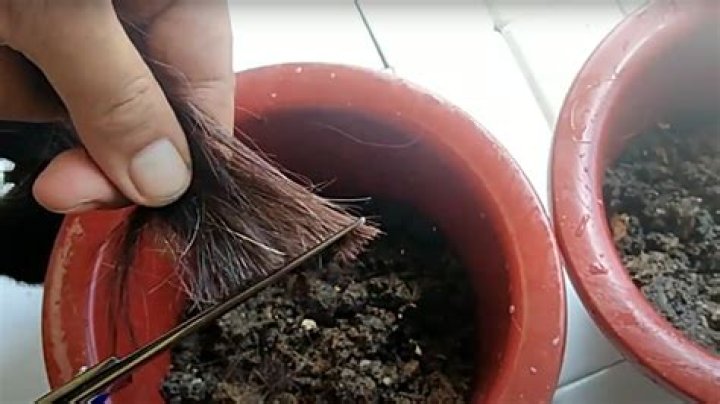Can human hair be used as fertilizer?