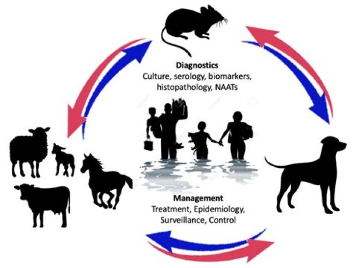 Can humans get leptospirosis from cattle?