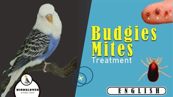 Can humans get mites from birds?