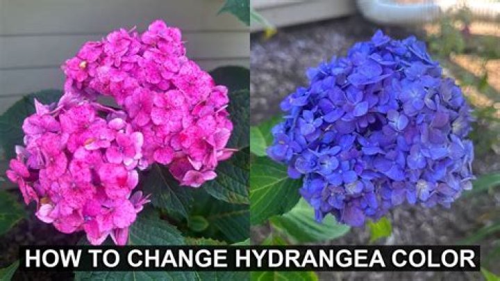 Can I change color of Tesla after order?