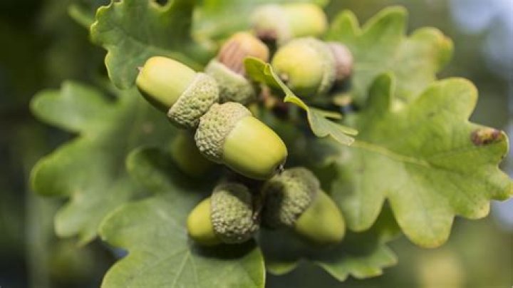 Can I grow an oak tree from an acorn?